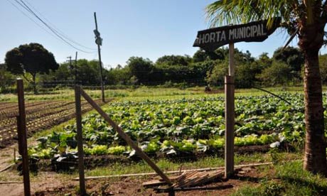 Biofortified food crops growing in a municipal garden in Itaguaí, Brazil. Photograph: Embrapa