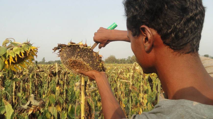 A farmer collects sunflower from a field. Photo: Dhaka Tribune