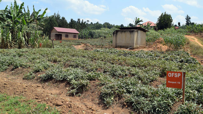 Bekunda’s plot of orange-fleshed sweet potatoes in Kabwohe, Uganda, which he sells in the market and eats at home.