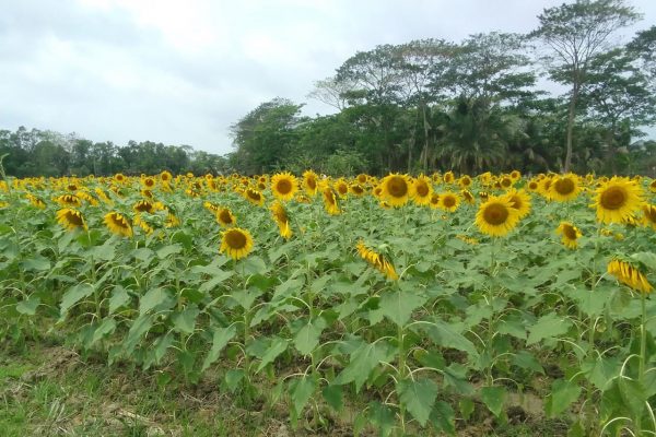 Thumbnail: Me, my sunflowers and the climate crisis: A farmer’s diary